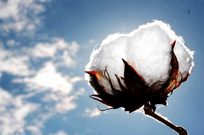 Turkish Cotton - What Is It?